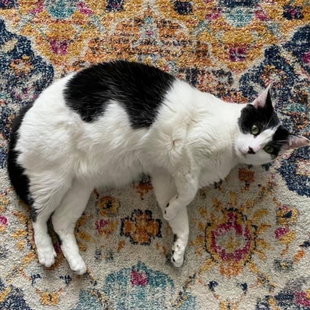 Her Royal Feline Majesty Louise…